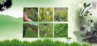 绿色 茶 茶园 背景