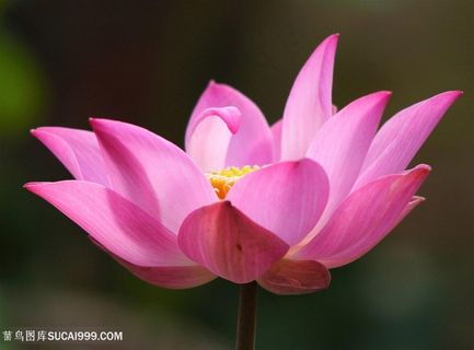 高清唯美一朵粉色荷花摄影图片 高清唯美一朵粉色荷花摄影图片