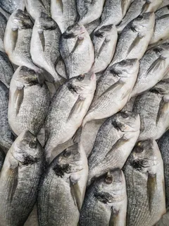 鲤鱼背景图片 鲤鱼背景图片