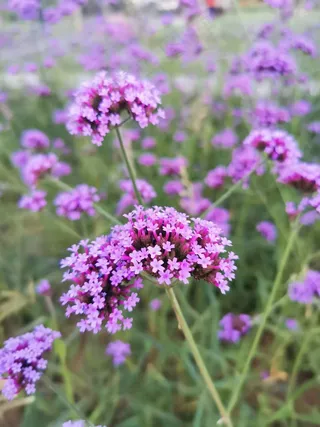 摄影照片-紫色马鞭草花朵特写