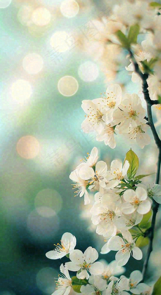 春天白色的樱花花朵和嫩芽开满枝头立春，春分摄影图(816x1488)