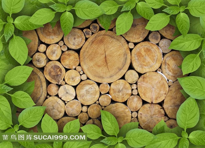 高清木头绿叶相框图片下载