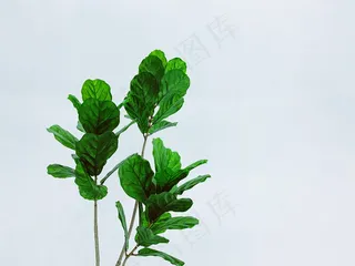 绿色圆叶子植物图片