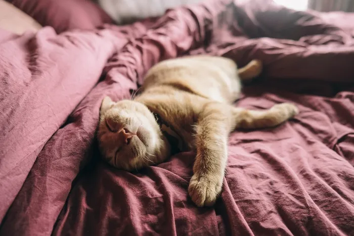 可爱猫咪猫猫摄影素材