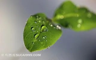 清澈水珠碧绿叶子高清图