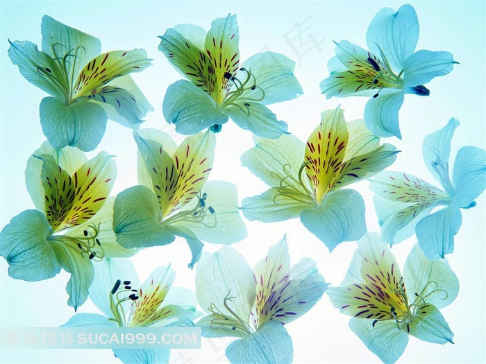 唯美百合花壁纸背景