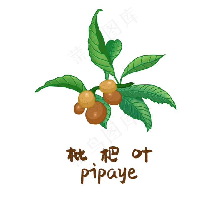 手绘草本中药药材枇杷叶