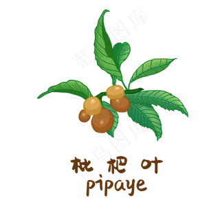 手绘草本中药药材枇杷叶