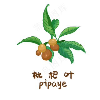 手绘草本中药药材枇杷叶