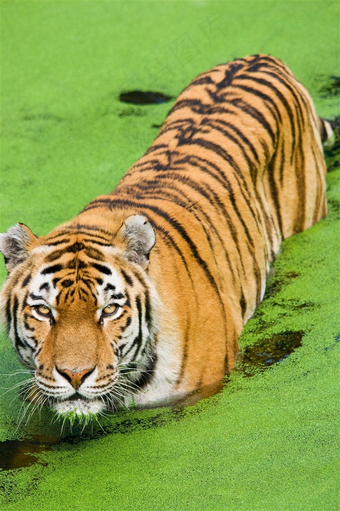 正涉水过河的老虎特写摄影高清图片