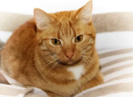 呆萌小猫咪图片 呆萌小猫咪图片
