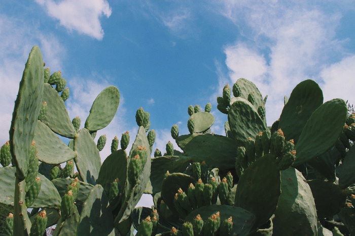 绿色仙人掌仙人球摄影素材