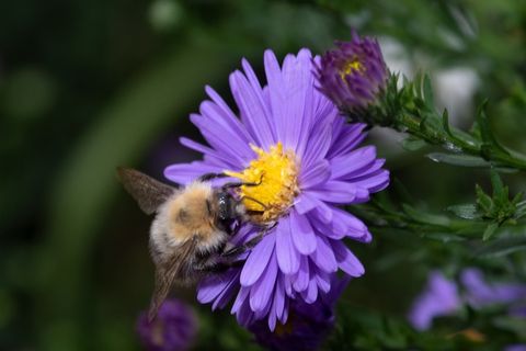 蜜蜂花上授粉图片 蜜蜂花上授粉图片