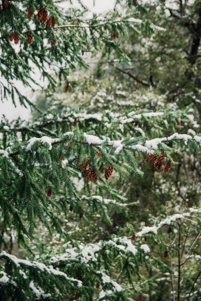 初雪中的树枝