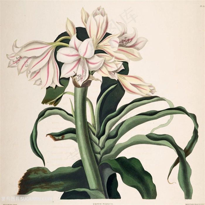 唯美花卉花束装饰画插画