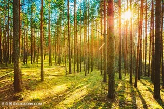 唯美风景树林森林图片