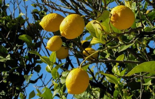 树上成熟的柠檬