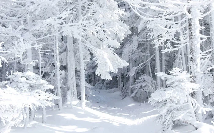 唯美高清树林雪景