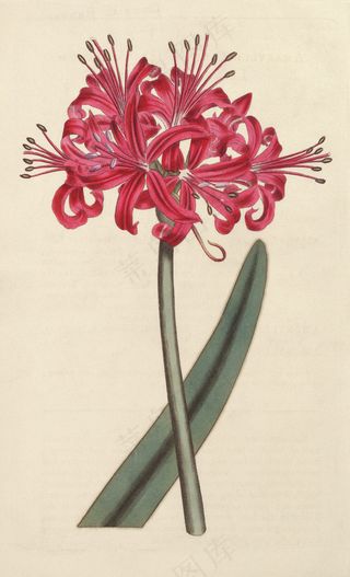 手绘彼岸花图片