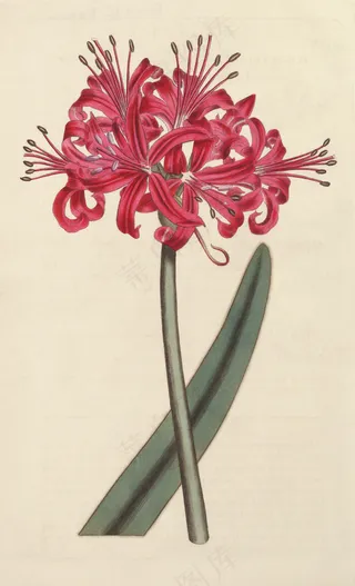 手绘彼岸花图片