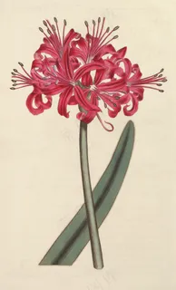 手绘彼岸花图片 手绘彼岸花图片