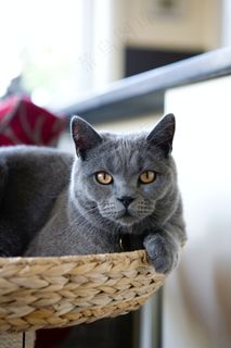 灰黑色小猫图片 灰黑色小猫图片