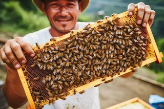 蜂蜜采蜂人蜂箱摄影图