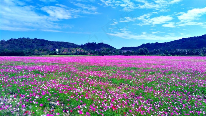 美丽凤凰花海