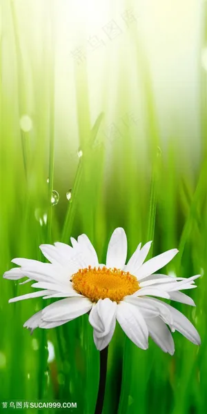 高清草地里的菊花图片