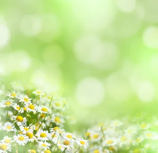 绿色背景花朵背景