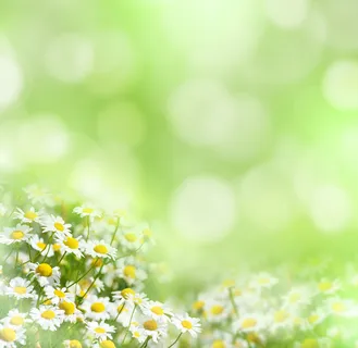 绿色背景花朵背景 绿色背景花朵背景