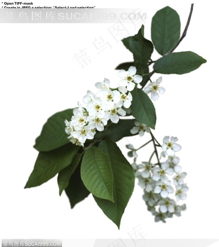 情人节花物语-一束白色的小花