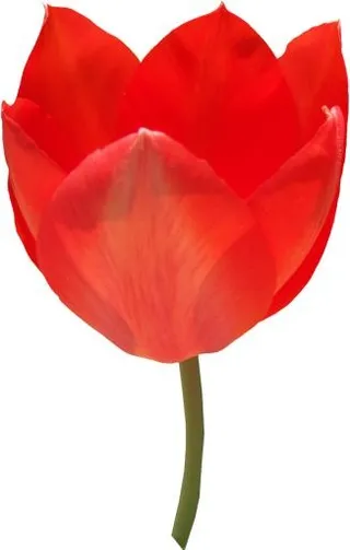 红色郁金香 PNG免抠
