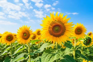 向日葵种植园蓝天白云摄影图