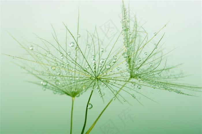 蒲公英上的小水珠高清图片