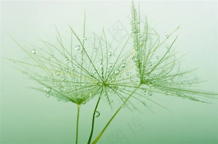 蒲公英上的小水珠高清图片
