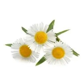 洋甘菊PNG图像，免费花卉图片免抠