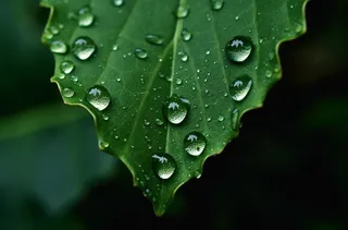 上面有水滴的绿叶摄影图壁纸