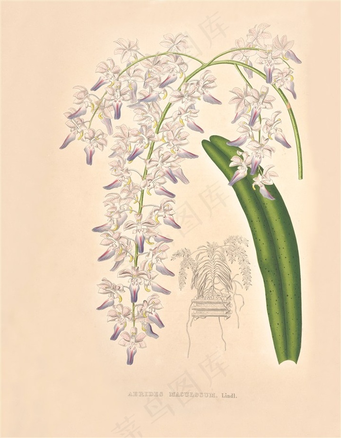 淡紫色兰花图片手绘插画