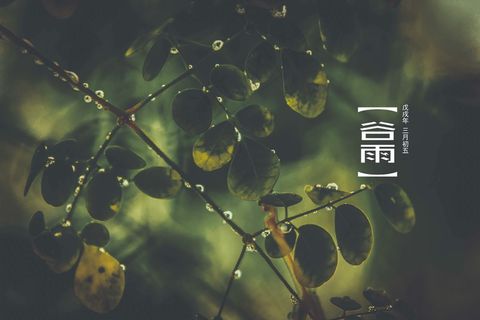 谷雨将至海报图片