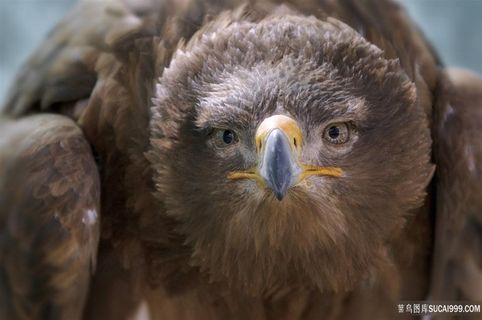 傻乎乎的鹰鸟图片