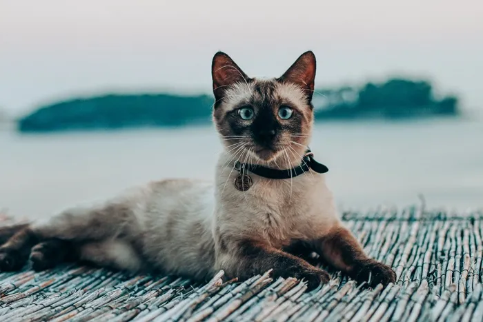 可爱猫咪猫猫摄影素材
