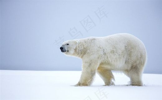 雪地上的北极熊动物大全