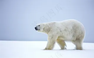 雪地上的北极熊动物大全