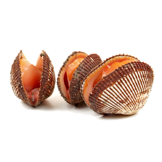 螺贝类带壳类(3)海鲜超市商品红酒白底图免抠实物摄影png格式图片透明底