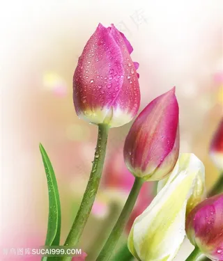 高清唯美粉色郁金香鲜花图片