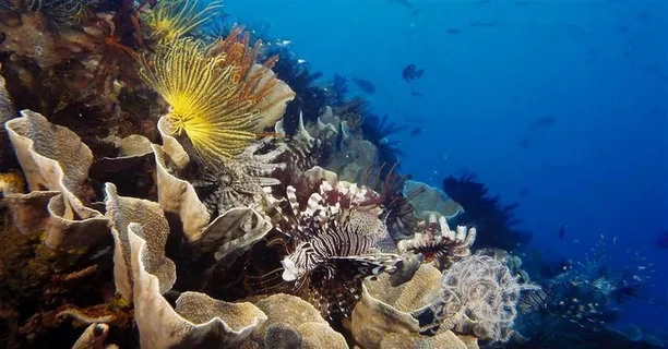 迷人的海底世界