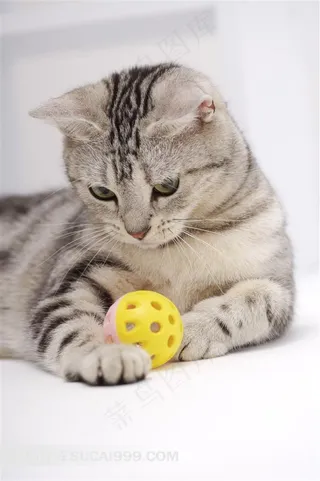 卧在地上玩黄色玩具球的花猫