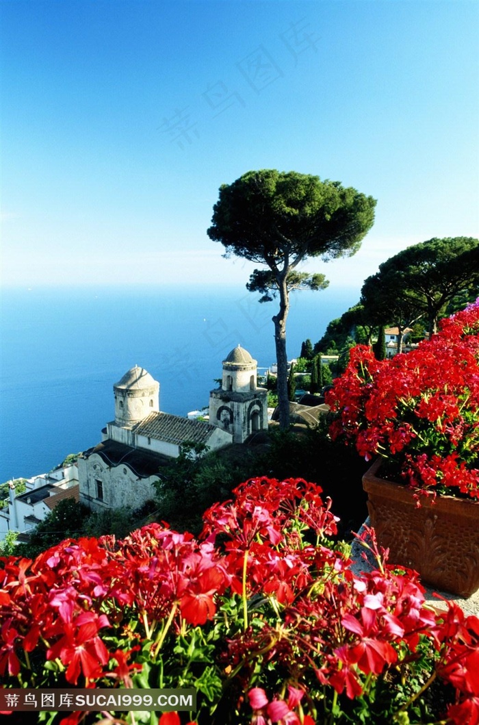 海边茂盛的红花