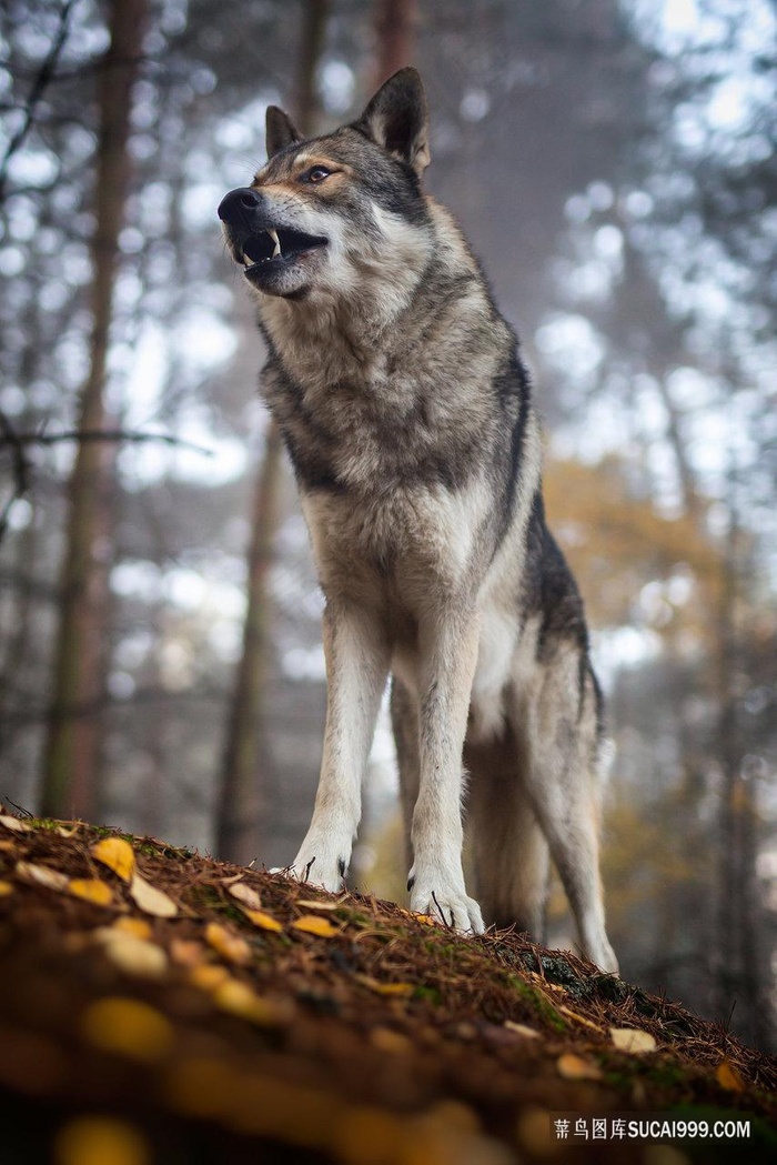 户外嚎叫的狼图片